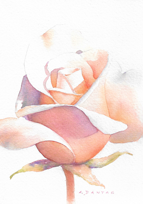 Original floral watercolor painting of a pink tea rose on cotton paper.