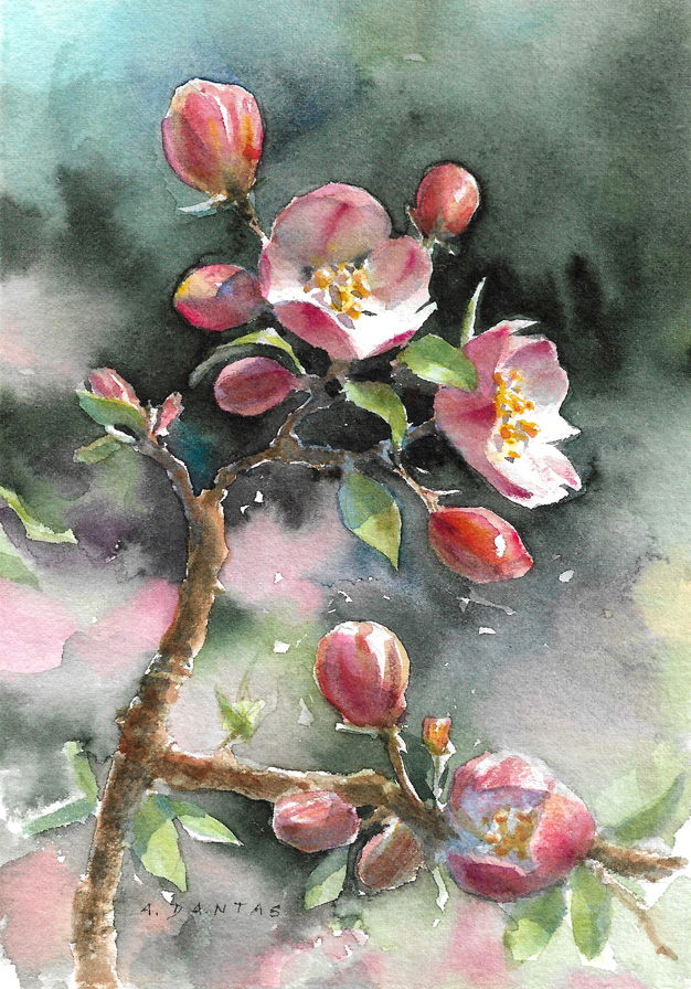 Original floral watercolor painting of apple blossoms on cotton paper.